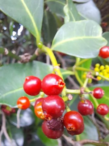 Psychotria capensis subsp. capensis big fruit